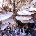木材腐朽菌：キノコ